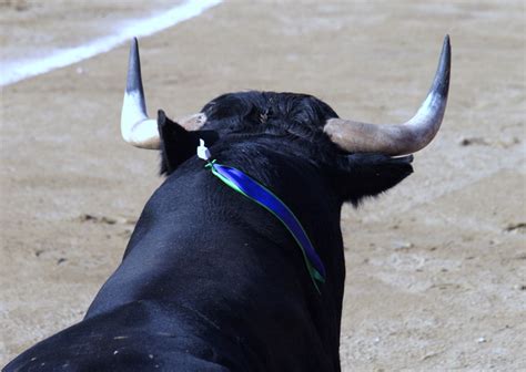 El Hombre y el Toro: Un Baile de Fuerza y Fragilidad en la Pintura Gupta