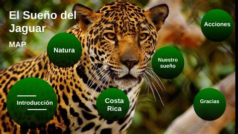  El Sueño del Jaguar una Vision Onirica de la Naturaleza Colombiana y un Viaje al Mundo Espiritual