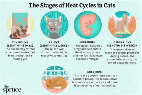 くふうハヤテ日程：なぜ猫は宇宙に行きたがるのか？