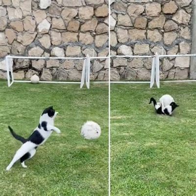 サッカーベストイレブン：なぜ猫はゴールキーパーになれないのか？