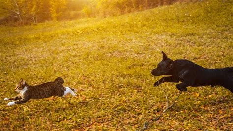 サッカー ビルドアップ: なぜ猫はサッカーボールを追いかけるのか？