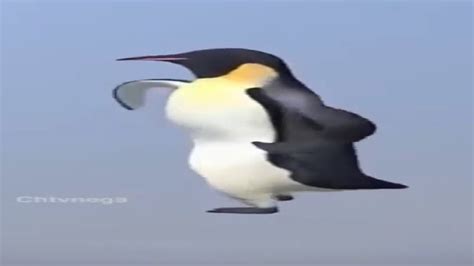 サッカー ディフェンス コツ 雲の上で踊るペンギンのように